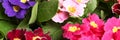 Beautiful spring primula primrose plants with colorful flowers as background, closeup. Banner design Royalty Free Stock Photo