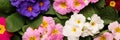 Beautiful spring primula primrose plants with colorful flowers as background, top view. Banner design Royalty Free Stock Photo