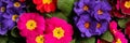 Beautiful spring primula primrose plants with colorful flowers as background, top view. Banner design Royalty Free Stock Photo