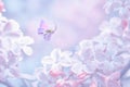 Beautiful spring purple lilac flowers blossom branch background with butterfly in sun light, macro. Soft focus nature background.