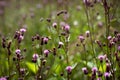 Beautiful spring purple meadow flowers