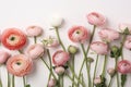 Beautiful spring Ranunculus flowers on white background from above. Floral border. Pastel color. Wedding mockup. Clean space for Royalty Free Stock Photo