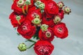 Beautiful spring red and green buttercup ranunculus bouquet of flowers on a white background macro Royalty Free Stock Photo