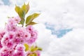 Beautiful blooming sakura flowers Royalty Free Stock Photo