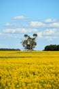 A lone eucalyptus gum tree in the middle of a canola crop field on a bright spring day under a blue sky with gentle white clouds. Royalty Free Stock Photo