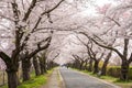 Cherry Tree Path. Springtime View of a Pathway Lined with Cherry Trees in Blossom Royalty Free Stock Photo
