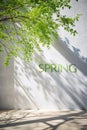 Spring sunlight in green branch of tree with shadow on white wall, floor, copy space Royalty Free Stock Photo