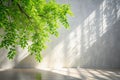 Spring sunlight in green branch of tree with shadow on white wall, floor, copy space Royalty Free Stock Photo