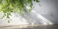Spring sunlight in green branch of tree with shadow on white wall, floor, copy space Royalty Free Stock Photo