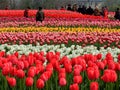 Beautiful spring scenery attraction tulips in bloom Royalty Free Stock Photo