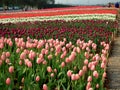 Beautiful spring scenery attraction tulips in bloom Royalty Free Stock Photo