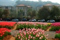 Beautiful spring scenery attraction tulips in bloom Royalty Free Stock Photo