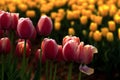 Beautiful spring scenery attraction tulips in bloom Royalty Free Stock Photo