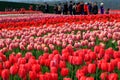 Beautiful spring scenery attraction tulips in bloom Royalty Free Stock Photo