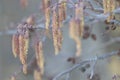 Beautiful spring scenery close-up with alder tree branches. Royalty Free Stock Photo