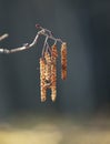 Beautiful spring scenery close-up with alder tree branches. Royalty Free Stock Photo