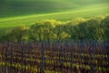 Detail of South Moravian field, Czech republic.