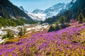 Beautiful spring scenery with flowery slopes and snowy mountains, Carpathians Royalty Free Stock Photo