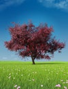 Beautiful spring scenery Momiji maple tree Royalty Free Stock Photo