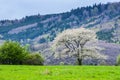 Beautiful spring scenery. White flowers cherry trees on nice meadow full of green grass. Blue sky and majesty forest in background