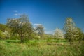 Beautiful spring scenery. White flowers cherry trees on nice meadow full of green grass. Blue sky and majesty forest in background