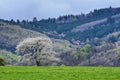 Beautiful spring scenery. White flowers cherry trees on nice meadow full of green grass. Blue sky and majesty forest in background