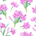 Beautiful spring seamless pattern with crocuses.The pink flowers of saffron on a white background. Watercolor