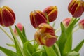 A beautiful spring shrub of yellow red tulips focus on the back flowers Royalty Free Stock Photo