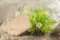 Beautiful Spring sign or tag with grass Royalty Free Stock Photo