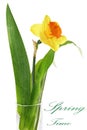 Beautiful spring single flower in vase: orange narcissus (Daffo