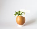 Beautiful spring sprouts growing in a brown Easter egg shell Royalty Free Stock Photo