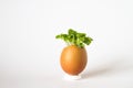 Beautiful spring sprouts growing in a brown Easter egg shell Royalty Free Stock Photo