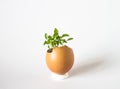 Beautiful spring sprouts growing in a brown Easter egg shell Royalty Free Stock Photo