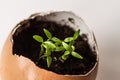 Beautiful spring sprouts growing in a brown Easter egg shell Royalty Free Stock Photo
