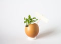 Beautiful spring sprouts growing in a brown Easter egg shell Royalty Free Stock Photo