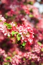 Beautiful spring and summer background with cherry blossom and bee Royalty Free Stock Photo