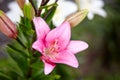 Beautiful spring or summer blooming Lily plant. Selective focus with shallow depth of field Royalty Free Stock Photo