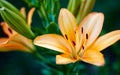 Beautiful spring or summer blooming Lily plant. Selective focus with shallow depth of field Royalty Free Stock Photo