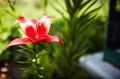Beautiful spring or summer blooming Lily plant. Selective focus with shallow depth of field Royalty Free Stock Photo