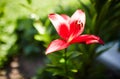 Beautiful spring or summer blooming Lily plant. Selective focus with shallow depth of field Royalty Free Stock Photo