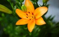 Beautiful spring or summer blooming Lily plant. Selective focus with shallow depth of field Royalty Free Stock Photo