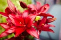 Beautiful spring or summer blooming Lily plant. Selective focus with shallow depth of field Royalty Free Stock Photo