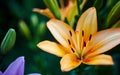 Beautiful spring or summer blooming Lily plant. Selective focus with shallow depth of field Royalty Free Stock Photo