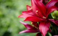 Beautiful spring or summer blooming Lily plant. Selective focus with shallow depth of field Royalty Free Stock Photo