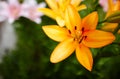 Beautiful spring or summer blooming Lily plant. Selective focus with shallow depth of field Royalty Free Stock Photo