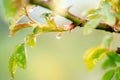 Beautiful spring summer card with nature. Fresh greens after the morning rain.Water drops on leaves.green background, blur bokeh. Royalty Free Stock Photo