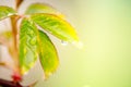 Beautiful spring summer card with nature. Fresh greens after the morning rain.Water drops on leaves.green background, blur bokeh. Royalty Free Stock Photo