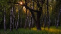 beautiful spring-summer evening forest landscape. birch grove with warm light and rays from the setting sun shining through the Royalty Free Stock Photo