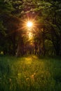 Beautiful spring-summer evening landscape. apple orchard with sun and natural sunbeams through branches, young green grass and Royalty Free Stock Photo