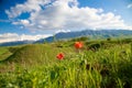 Beautiful spring and summer landscape. Lush green hills, high mountains. Spring blooming herbs. Mountain wild tulips. Blue sky and